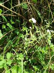 Myosotis secunda