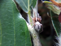 Anyphaena accentuata