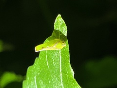 Salurnis marginella