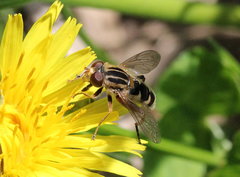 Anasimyia anausis