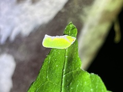 Salurnis marginella