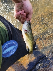 Micropterus cataractae