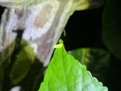 Salurnis marginella