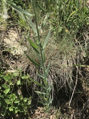 Linaria angustissima