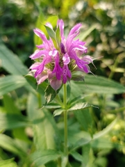 Monarda citriodora