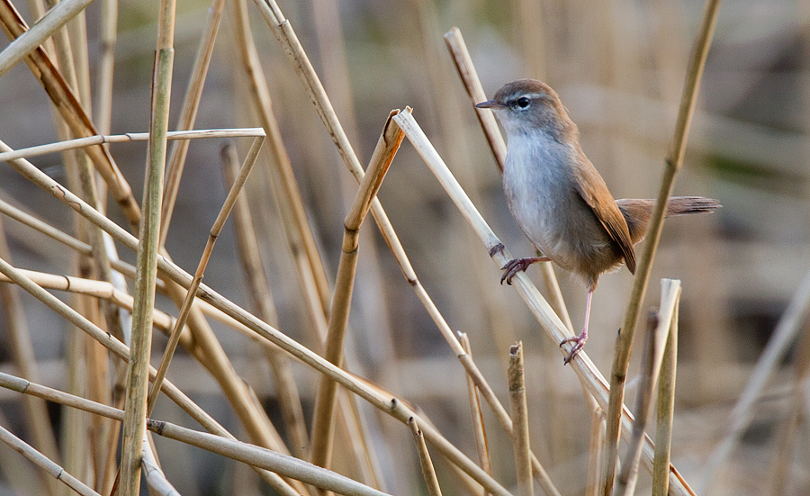 Cetti's Warbler