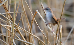 Cetti's Warbler photo 1