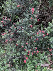 Leptecophylla oxycedrus
