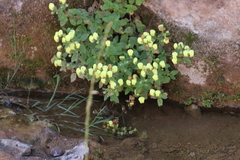 Calceolaria tripartita