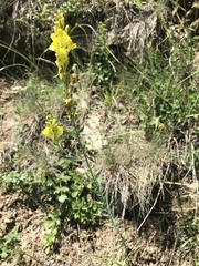 Linaria angustissima