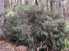Leptecophylla oxycedrus