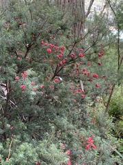 Leptecophylla oxycedrus