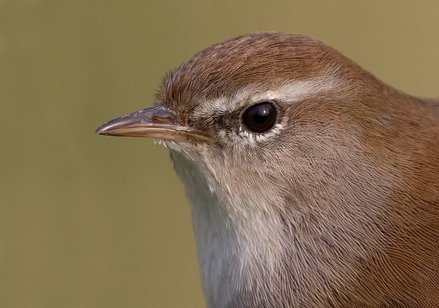 Foto de Cetti's Warbler