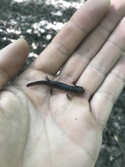 Ambystoma talpoideum