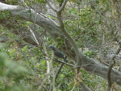 Passerina rositae