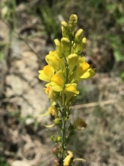 Linaria angustissima