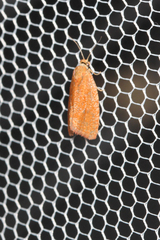 Celypha rufana