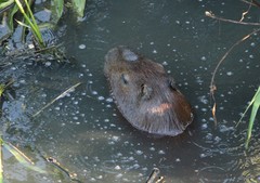 Hydrochoerus hydrochaeris
