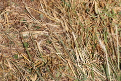 Ectinogonia melichari