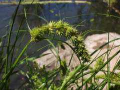 Carex leiorhyncha