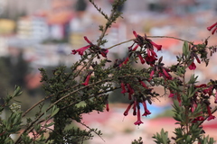 Cantua