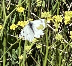 Pontia occidentalis