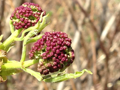 Sambucus racemosa racemosa