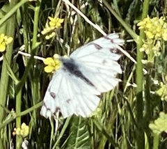 Pontia occidentalis