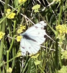 Pontia occidentalis