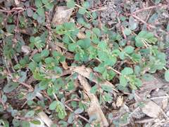 Euphorbia