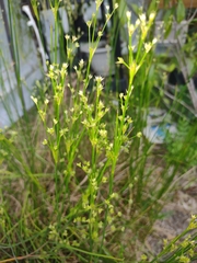 Juncus diffusissimus