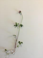 Trifolium microcephalum