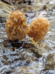 Morchella populiphila