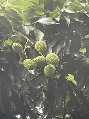 Litchi