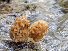 Morchella populiphila