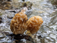 Morchella populiphila