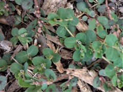 Euphorbia