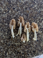 Morchella populiphila