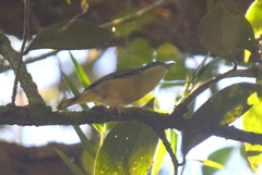 Pteruthius aeralatus