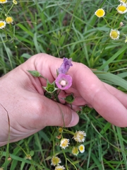 Callirhoe alcaeoides