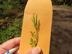 Cardamine oligosperma