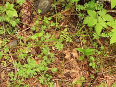Cardamine oligosperma