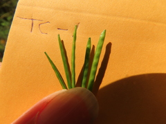 Cardamine oligosperma