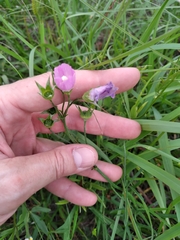 Callirhoe alcaeoides