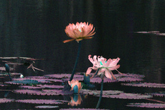 Nymphaea gigantea