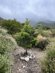 Pseudotsuga macrocarpa