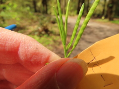 Cardamine oligosperma