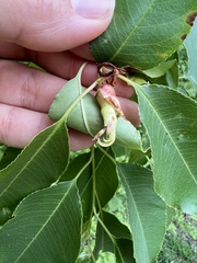 Contarinia cerasiserotinae