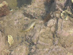 Hexagrammos otakii