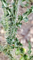 Carduus lusitanicus